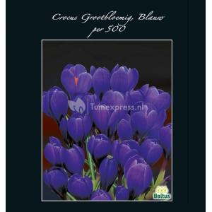 Baltus Crocus Grootbloemig Blauw bloembollen per 500 stuks